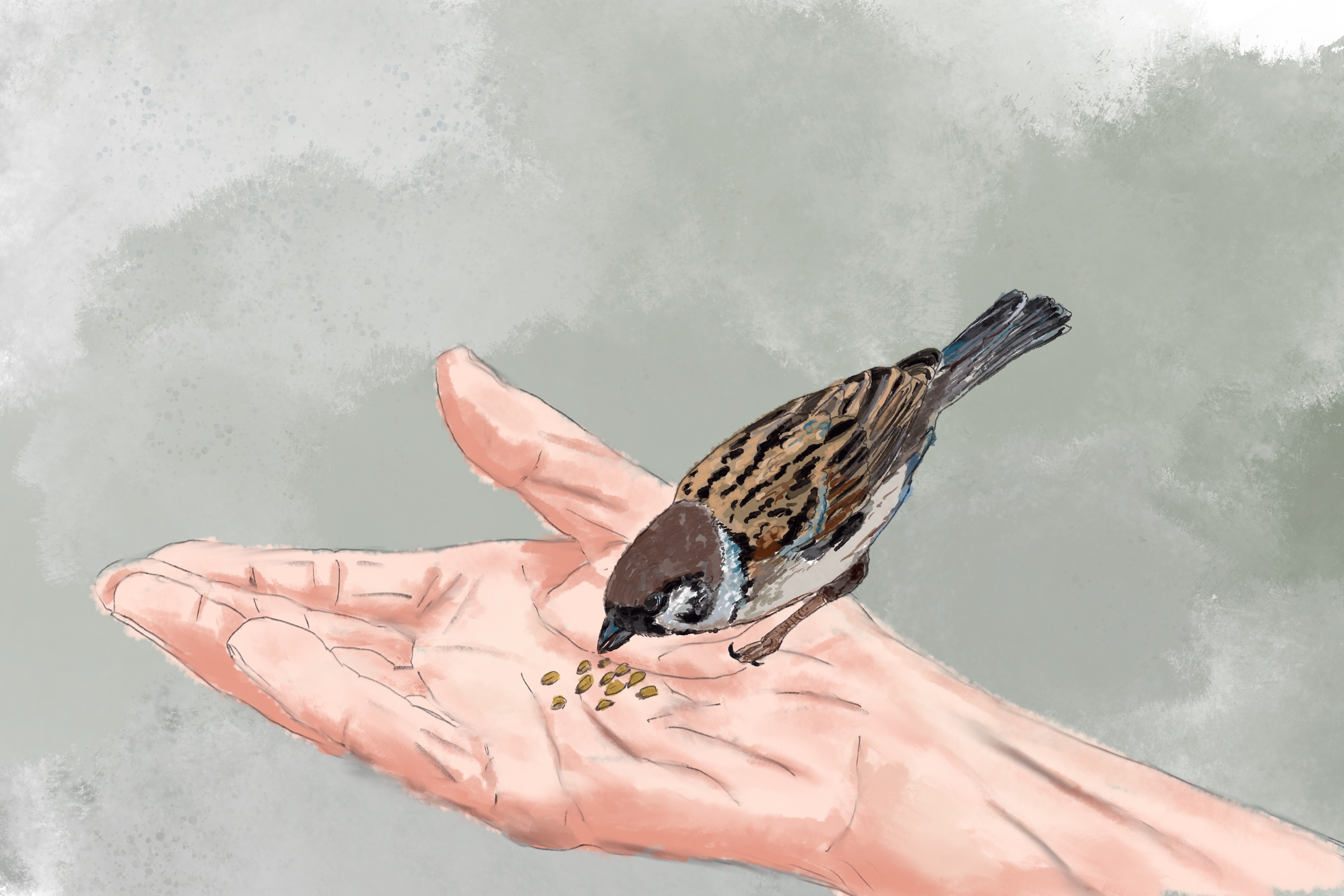 How to Draw Sparrow | Sparrow art, Bird drawings, Bird sketch
